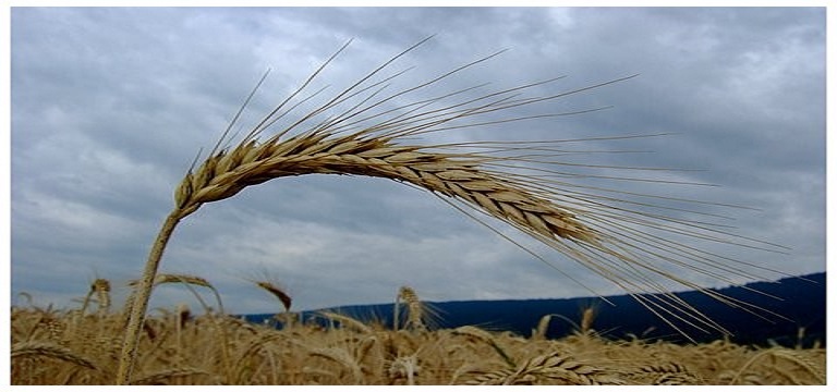 En 2014, un budget solide sera consacré à l’agriculture